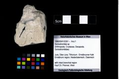 Foto (Objekt + Etikett) von Goniodromites sp  (NHMW-GEO-1990-0041-0391)